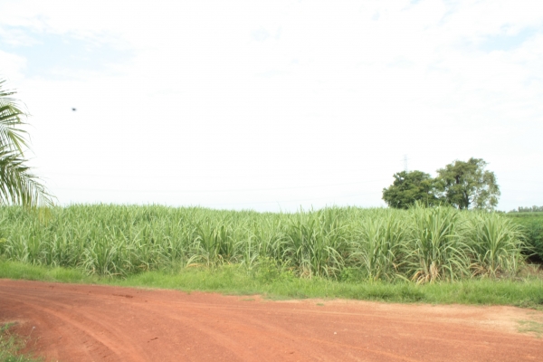 ฝากขายที่ดิน 25 ไร่ ใกล้ถ.สายเอเซีย ฝากขายที่ดิน 25 ไร่ ใกล้ถ.สายเอเซีย