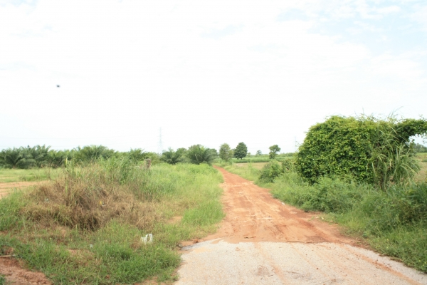 ฝากขายที่ดิน 25 ไร่ ใกล้ถ.สายเอเซีย ฝากขายที่ดิน 25 ไร่ ใกล้ถ.สายเอเซีย