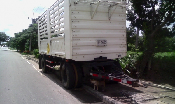 ขาย !! ลูกพ่วงสามมิตรปี54 และปี53