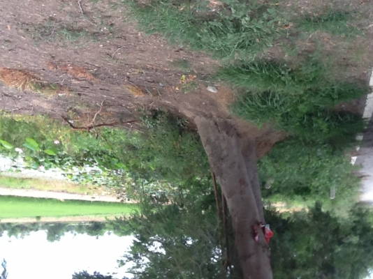 ขายที่ดินตินบึงน้ำติดถนนลาดยางน้ำปะปาไฟฟ้าพร้อมราคาไร่ละ350000฿จำนวน40ไร่ ขายที่ดินตินบึงน้ำติดถนนลาดยางน้ำปะปาไฟฟ้าพร้อมราคาไร่ละ350000฿จำนวน40ไร่