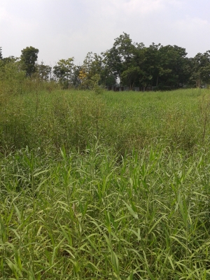 ให้เช่าที่ดิน 1 ไร่