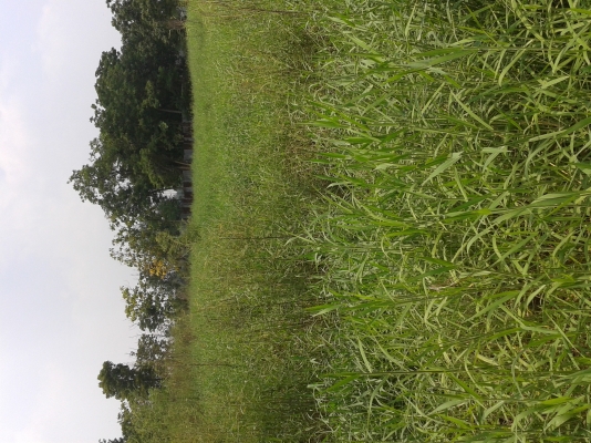 ให้เช่าที่ดิน 1 ไร่