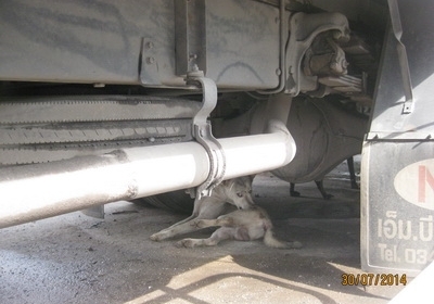 ขาย mega 500 NGV แท้ ปี 53 ตู้สิบบานยาว 7.9 m สวยพร้อมใช้ครับ โทร 088-4501277