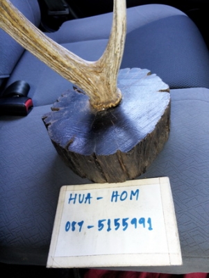 เขากวางสลัดทิ้งเก่าเก็บ ของหายาก