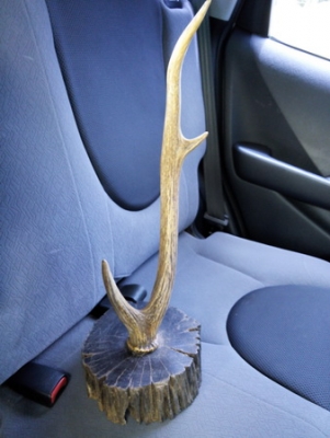 เขากวางสลัดทิ้งเก่าเก็บ ของหายาก