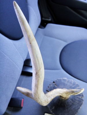 เขากวางสลัดทิ้งเก่าเก็บ ของหายาก