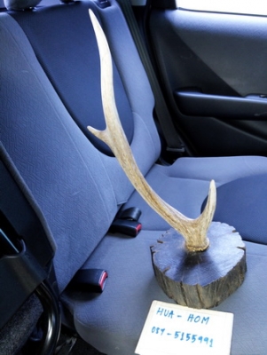 เขากวางสลัดทิ้งเก่าเก็บ ของหายาก