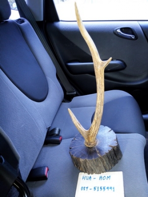 เขากวางสลัดทิ้งเก่าเก็บ ของหายาก