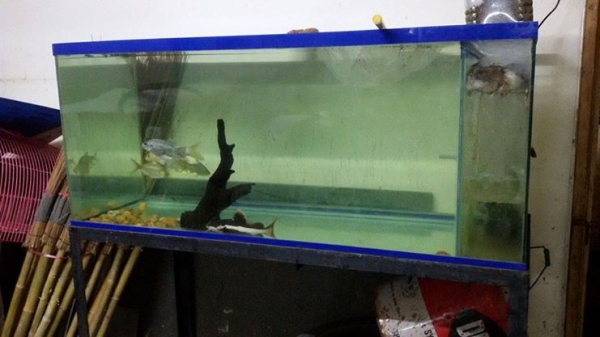 ตู้ปลา 48 นิ้ว