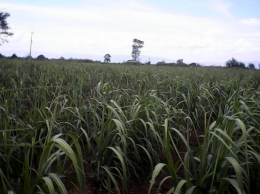 ขายที่ลานอ้อยพร้อมสวนอ้อยและอุปกรณ์และสิ่งปลูกสร้าง