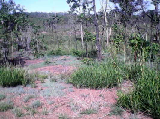 ขายที่ปลูกมัน