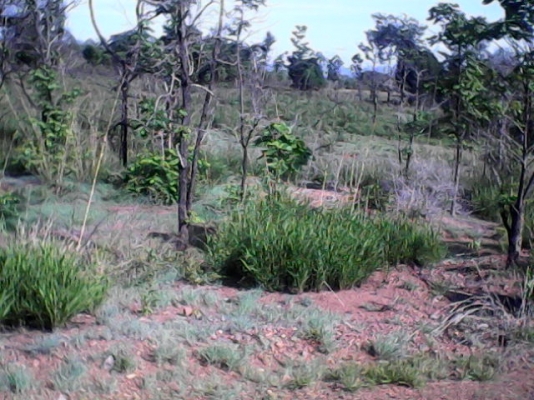 ขายที่ปลูกมัน