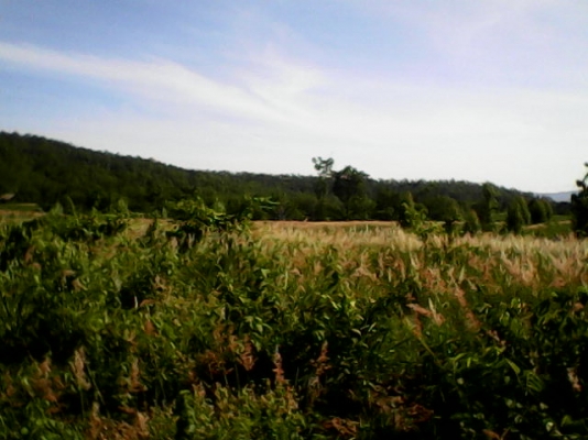 ขายที่ปลูกมัน