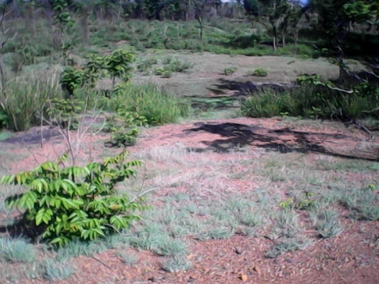 ขายที่ปลูกมัน