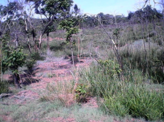 ขายที่ปลูกมัน