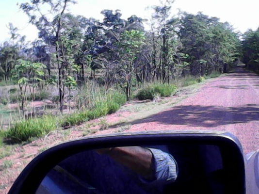 ขายที่ปลูกมัน