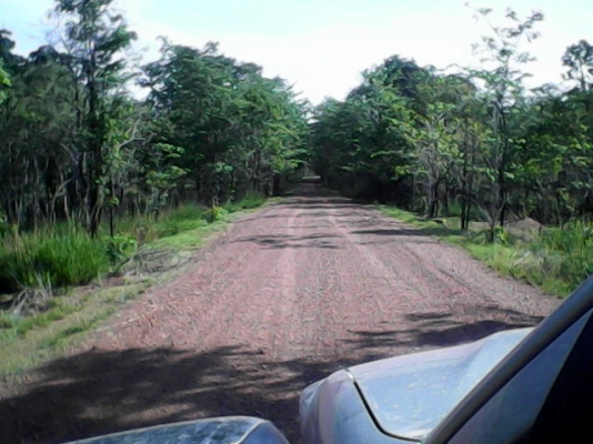 ขายที่ปลูกมัน