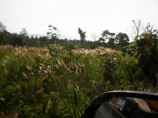 ขายที่ปลูกมัน