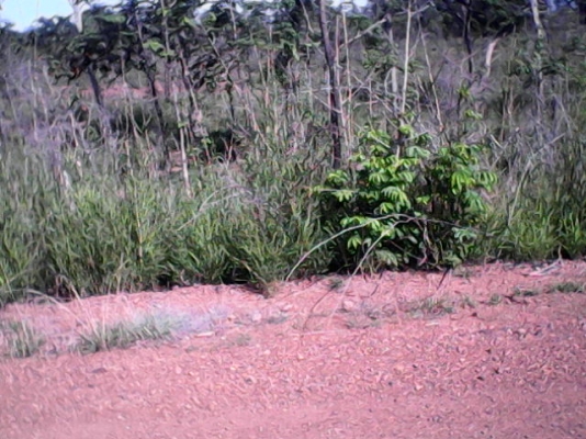 ขายที่ปลูกมัน