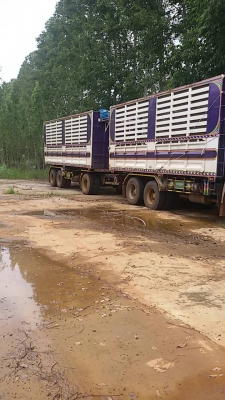 isuzu  แม่ลูกดั้ม