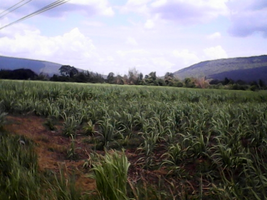 ขายที่ดินราคาถูกด่วน