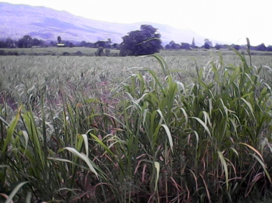 ขายที่ดินราคาถูกด่วน