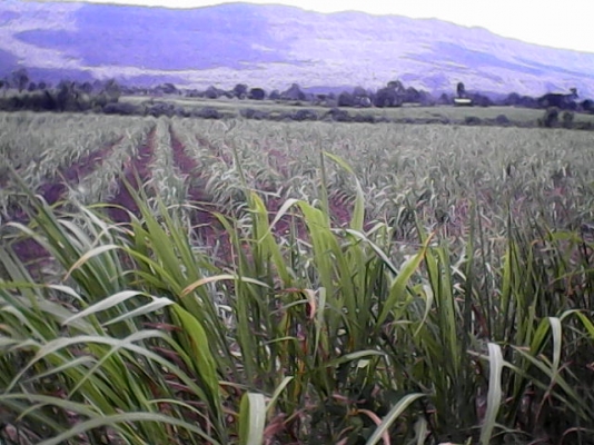 ขายที่ดินราคาถูกด่วน