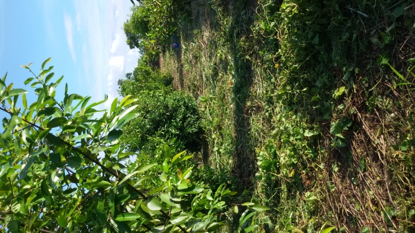 ขายผลมะดันสด ขายผลมะดันสด