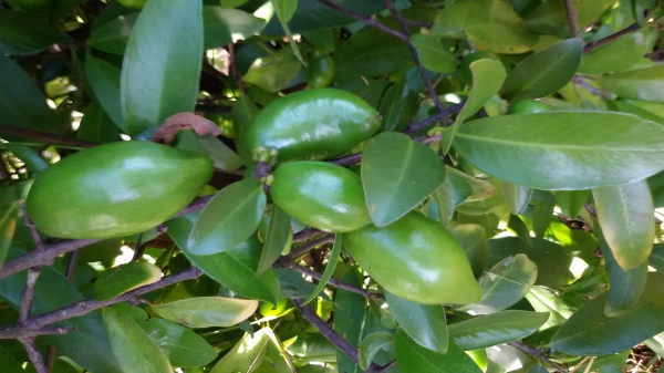 ขายผลมะดันสด ขายผลมะดันสด