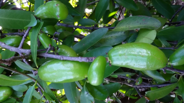 ขายผลมะดันสด