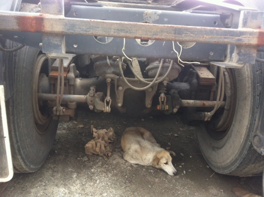 ขายรถหัวลากMANเครื่อง420แรง แก๊สร่วมประหยัดสุดๆ ขายรถหัวลากMANเครื่อง420แรง แก๊สร่วมประหยัดสุดๆ