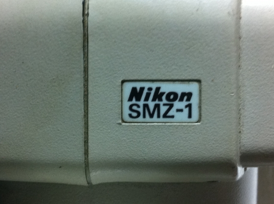 กล้องส่องขยาย Nikon จากญี่ปุ่นแท้ แบบสองตากำลังขยายสูงมองเห็นชัดปรับระยะโพกัสด้วยการหมุนปรับ