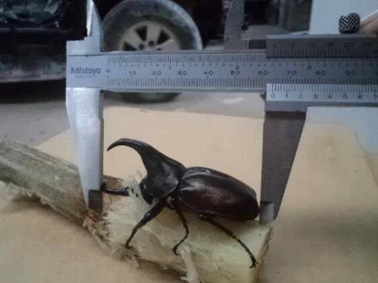 ขายรถสิบล้อ hino