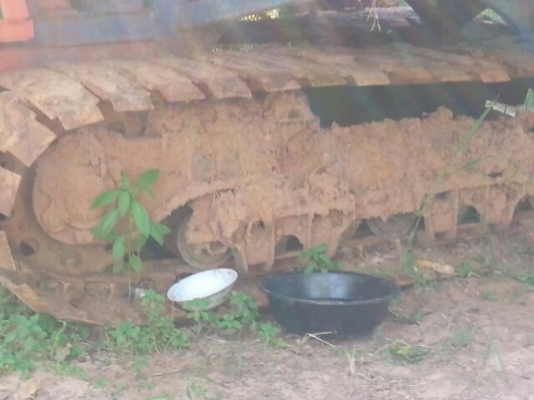 ขายรถเกี่ยวข้าว ไทยเส็งยนต์ มดตะนอย ตัวเดิน12เอวสวิง ปั๊มใหม่ไดกิ้น23 เครื่อง ฮีโน่ HO7D TURBO สภาพพร้อมใช้งาน สนใจโทร 090-8588220คุณนะ ID:narong498 หรือ www.truck.in.th/498