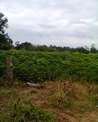 ขออนุญาตขายที่ดิน2ไร่