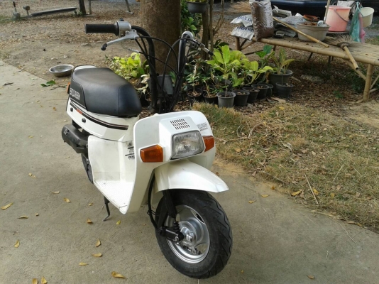 ขาย Honda Squash 50 cc ขาย Honda Squash 50 cc