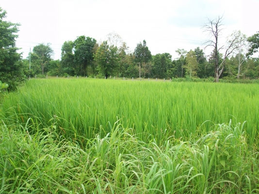 ขายรถไถเล็ก15แรงม้า3สูบใช่ดีจริงๆพร้อมโรตารี้1.20เมตรและกระบะหลังตามรูปครับ