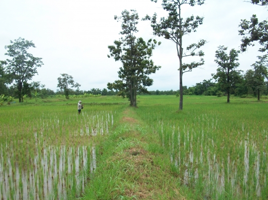 ขายรถไถเล็ก15แรงม้า3สูบใช่ดีจริงๆพร้อมโรตารี้1.20เมตรและกระบะหลังตามรูปครับ