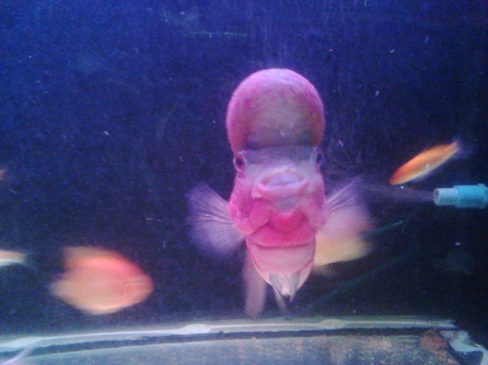 ตู้ปลา 48 นิ้ว แถมปลาในตู้