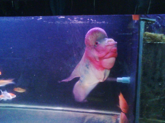 ตู้ปลา 48 นิ้ว แถมปลาในตู้