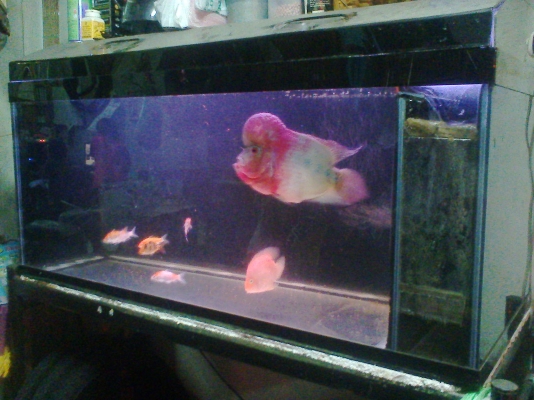 ตู้ปลา 48 นิ้ว แถมปลาในตู้