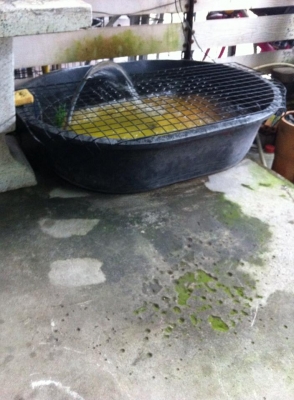 ///ขายกิ่งก่า อีกัวน่า 20นิ้ว ไม่มีตำหนิ////