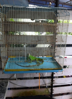 ///ขายกิ่งก่า อีกัวน่า 20นิ้ว ไม่มีตำหนิ////