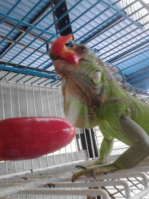 ///ขายกิ่งก่า อีกัวน่า 20นิ้ว ไม่มีตำหนิ////