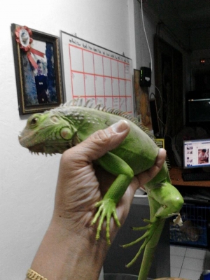 ///ขายกิ่งก่า อีกัวน่า 20นิ้ว ไม่มีตำหนิ////