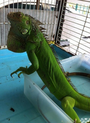 ///ขายกิ่งก่า อีกัวน่า 20นิ้ว ไม่มีตำหนิ////