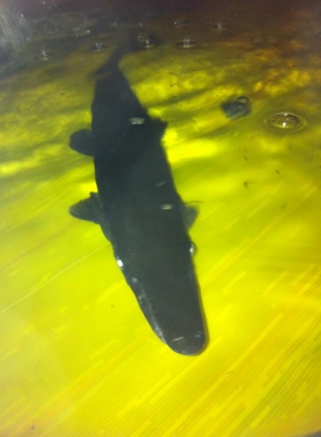 ///ขายกิ่งก่า อีกัวน่า 20นิ้ว ไม่มีตำหนิ////