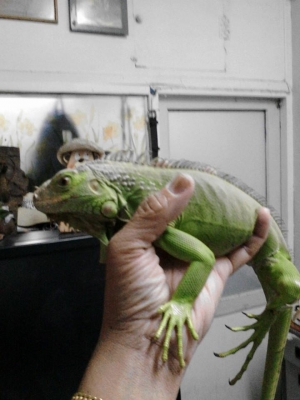 ///ขายกิ่งก่า อีกัวน่า 20นิ้ว ไม่มีตำหนิ////