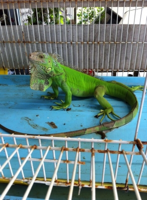 ///ขายปลาปากจระเข้ อัลริเกเตอร์ โหดๆ พร้อมอ่างเลี้ยง///