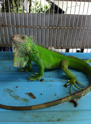 ///ขายปลาปากจระเข้ อัลริเกเตอร์ โหดๆ พร้อมอ่างเลี้ยง///